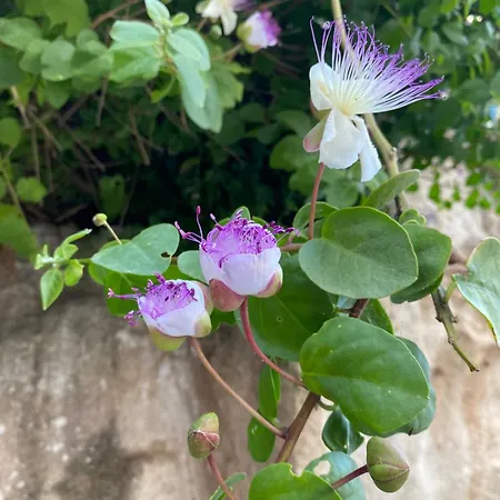 Lilly Favignana
