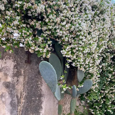 Lilly Апартаменты *