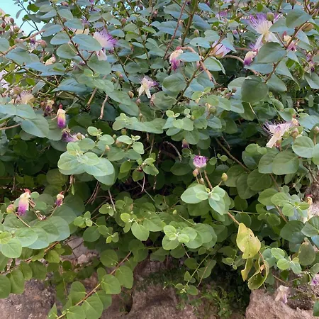 Апартаменты Lilly *